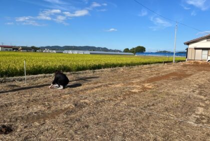 熊本県宇城市M様邸、地縄張りの様子です。